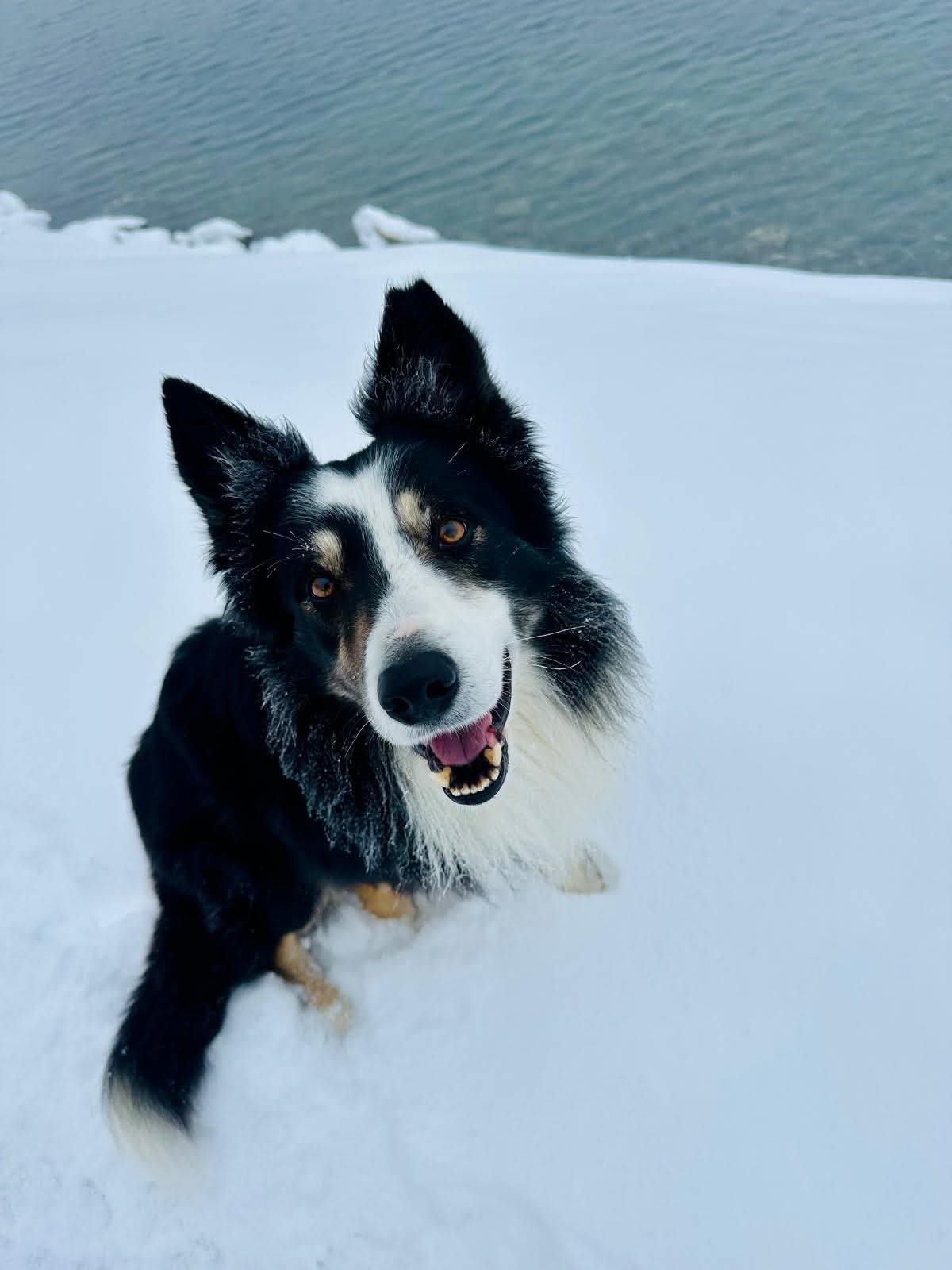 Cadorland TOM